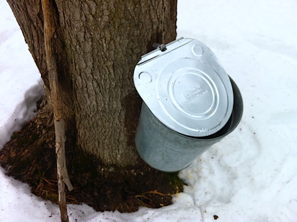 Tapped tree at Mad Maple Inn
