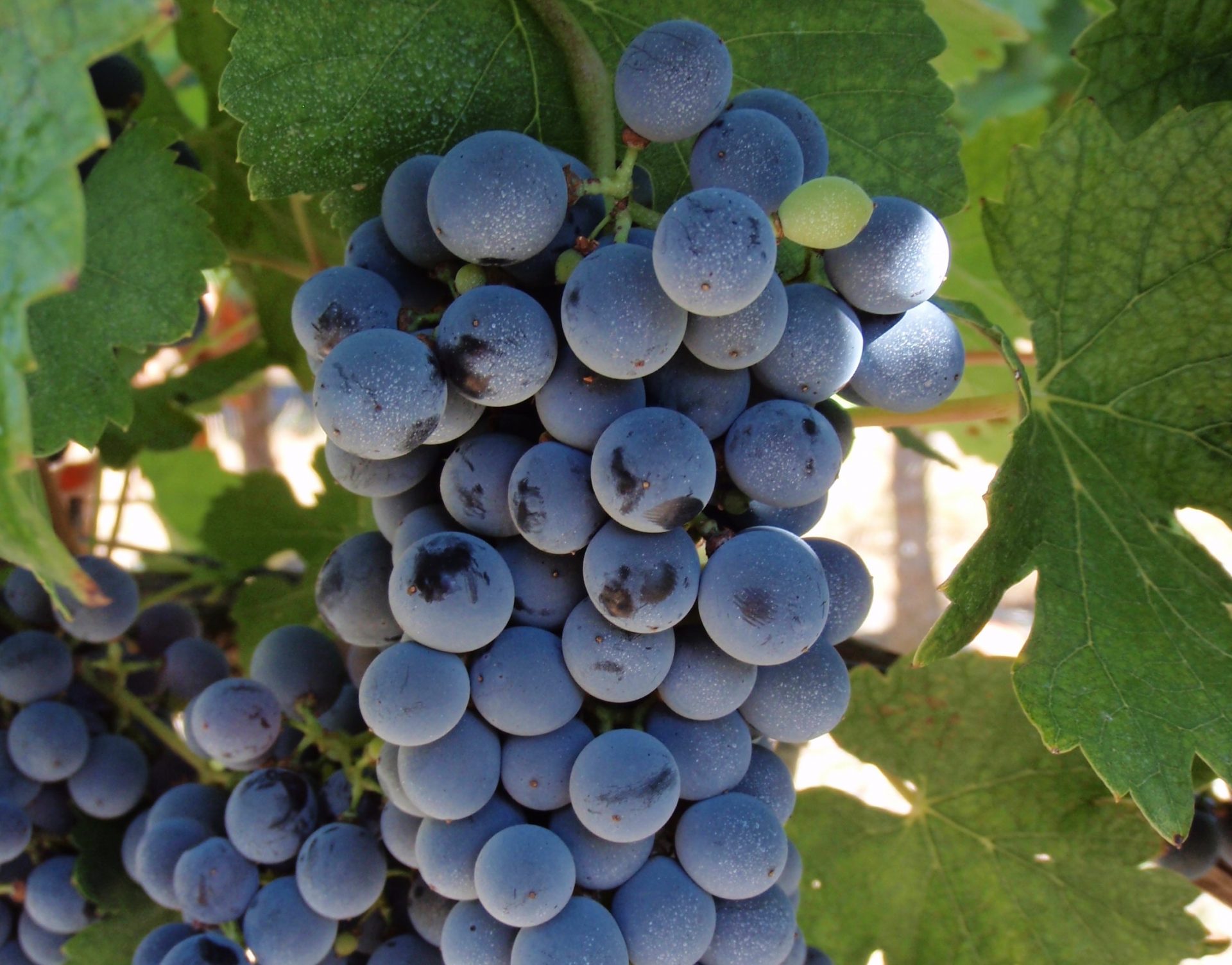 A cluster of Marselan grapes looking extremely happy.