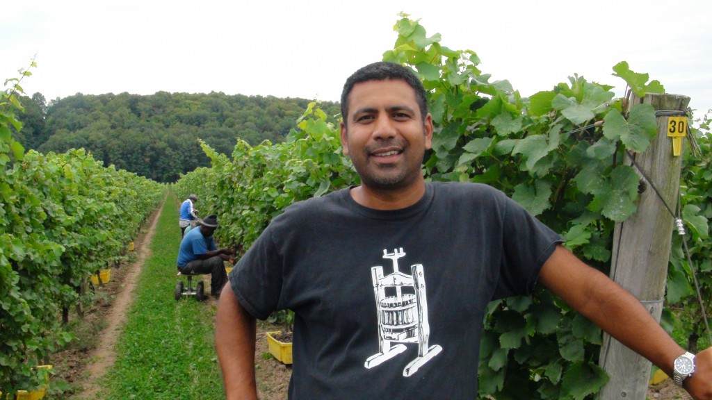 Malivoire's Shiraz Mottiar looking a little anxious as the first fruit of the 2013 vintage is picked behind him.