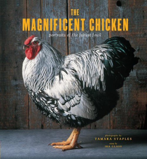 Magnificent Chicken book