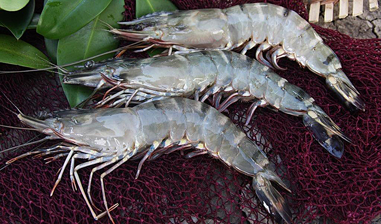 Sustainable Tiger Shrimp