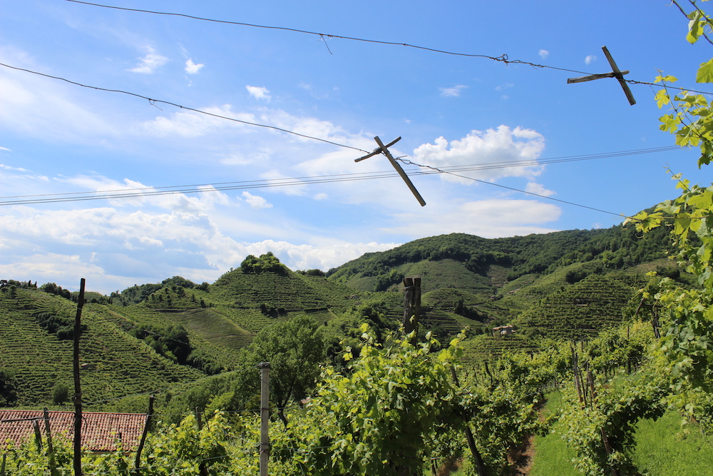 Steep vineyards in Valdobbiadene-Conegliano Prosecco Superior DOCG