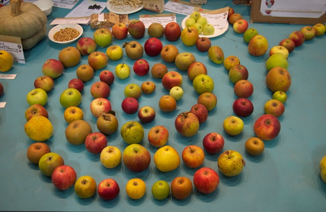 Slow Food Apples at Terra Madre