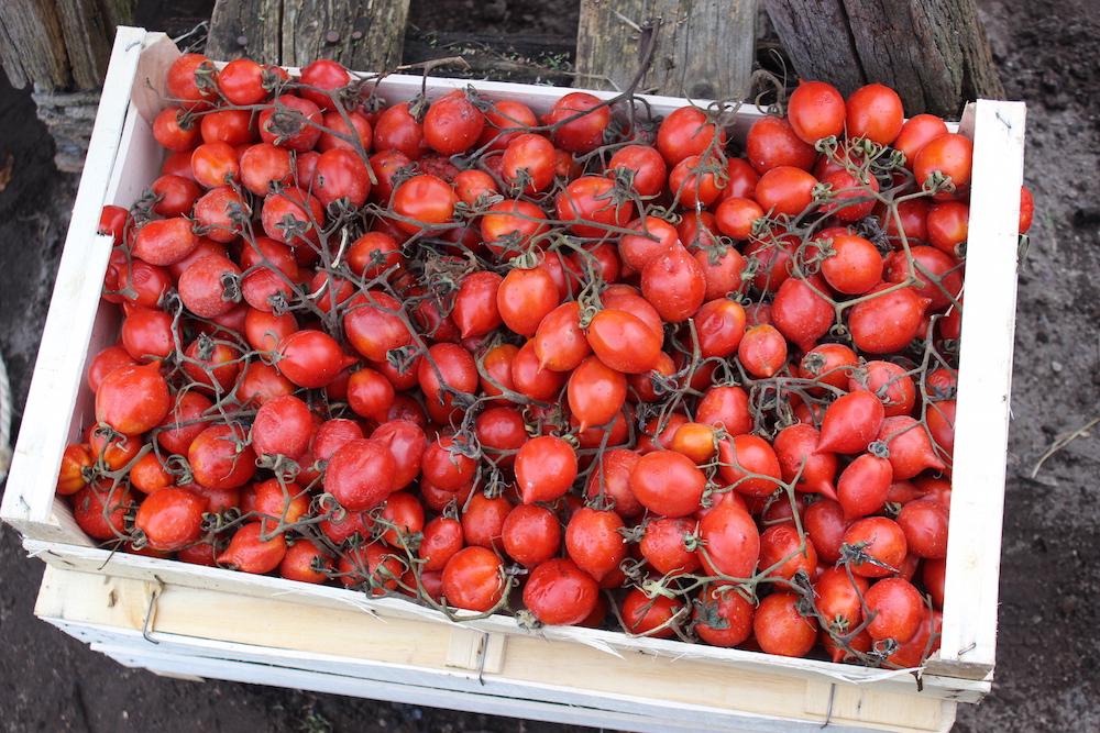 Piennelo tomatoes on Mount Vesuvius