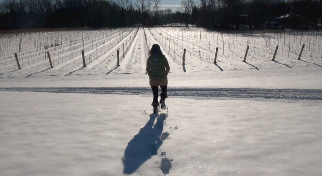 The Beamsville Bench Vineyards of Thirty Bench covered in snow.