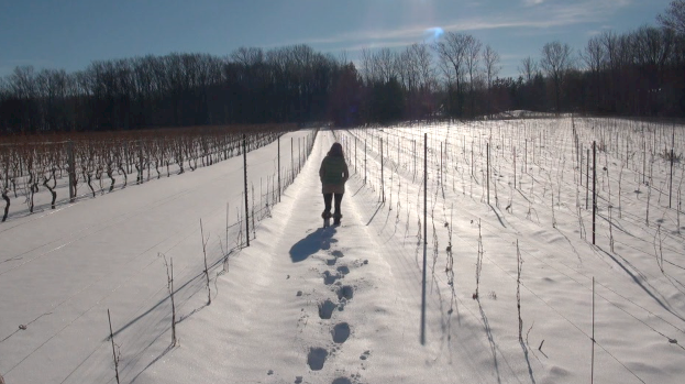 Winemaker Emma Garner wallks the Muckle Vineyard mid-winter.