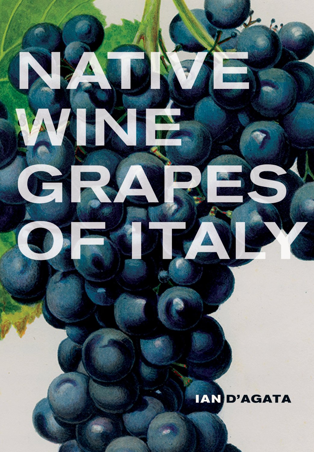Native Wine Grapes Of Italy D'Agata
