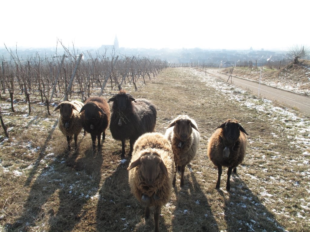moutons dans les vignes du domaine Marcel Deiss.