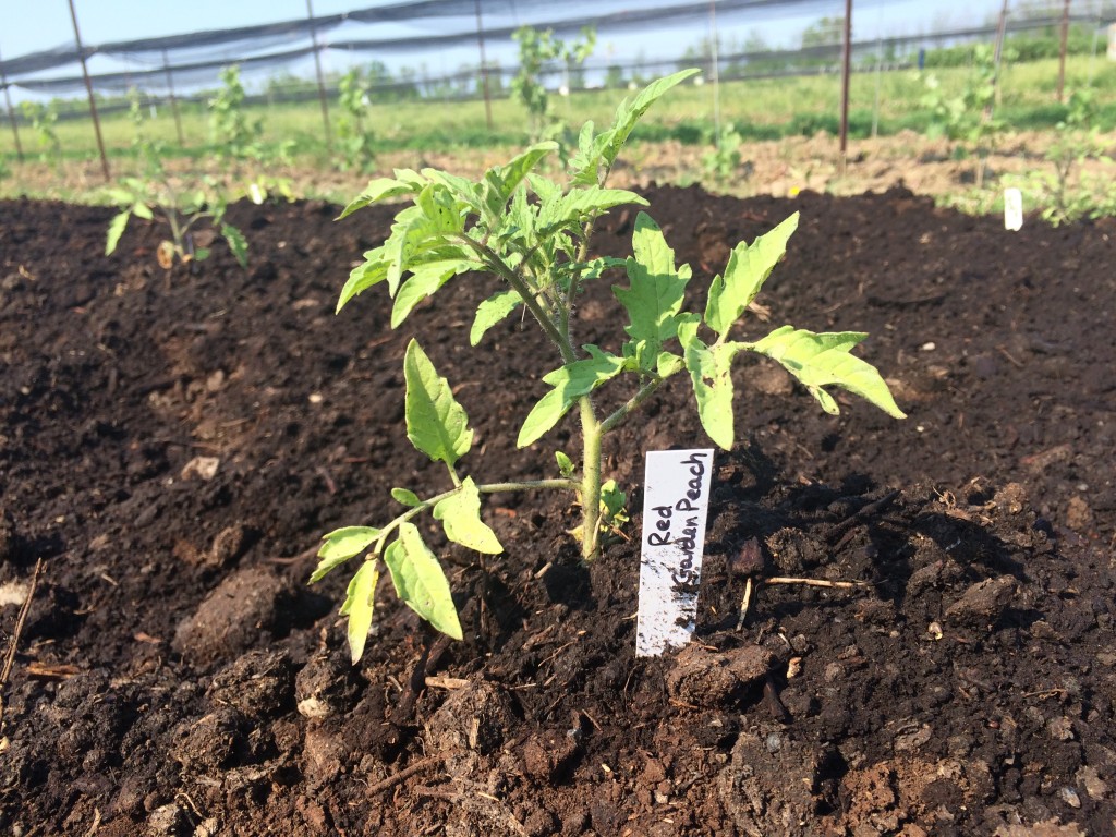 Garden Peach Tomato Plant.  Just one of the many vegetables that will be grown on Southbrook`s certified organic and biodynamic vineyard