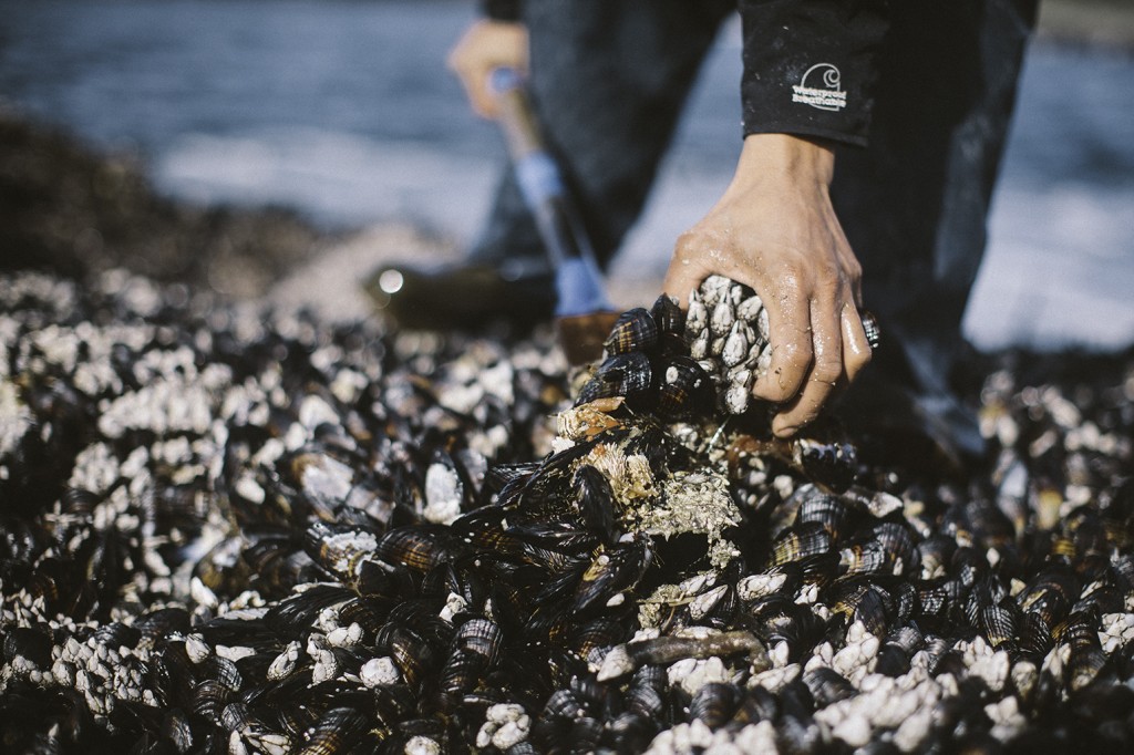 Gooseneck barnacles being wrested from their habitat -- note their attachment to mussels, which are easy to remove, as opposed to the rock directly. This is to ensure that the barnacles remain alive and intact. Photo Credit: Alex Gagne.