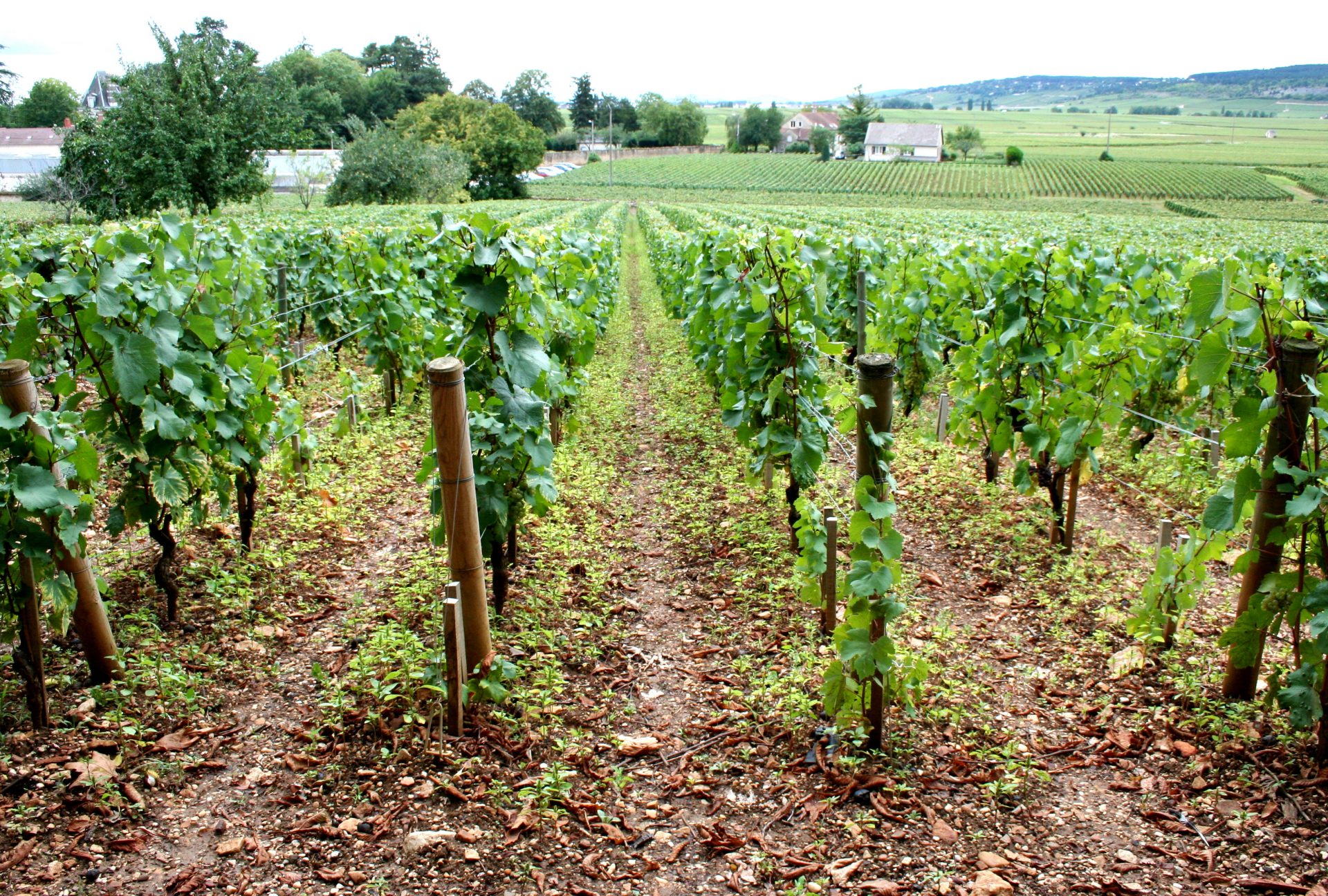 A Vineyard in Burguny