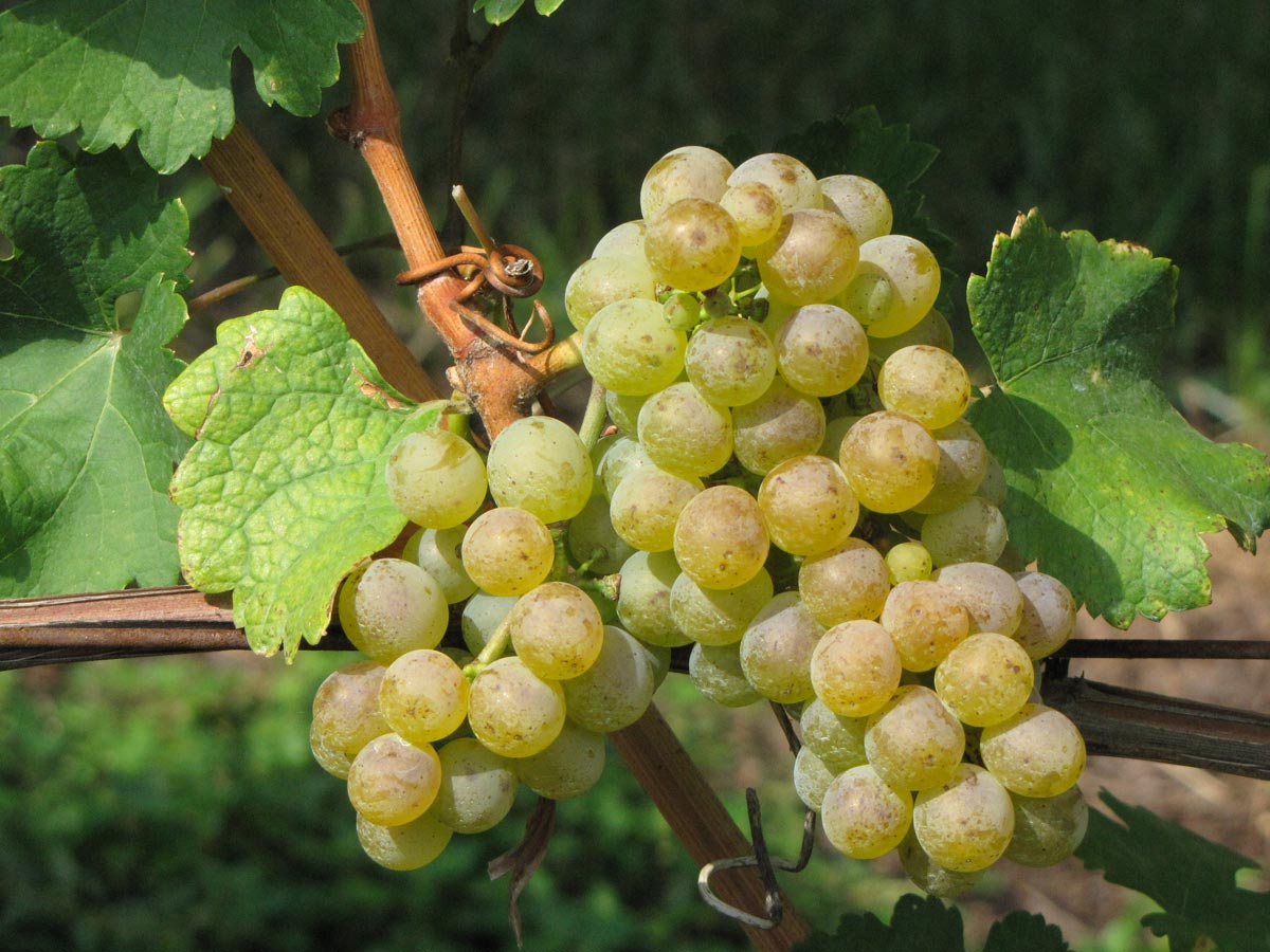 Some Nosiolo grapes on the vine.