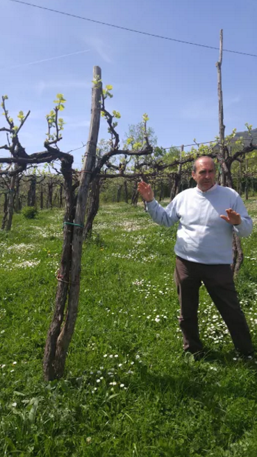 Here Ciro explains the old training system used for these 60 year old Fiano vines. This was the  typical training system for the whole area back when these were first planted.
