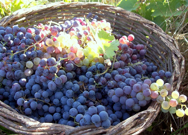 Some just-picked País grapes hanging around in the sun.