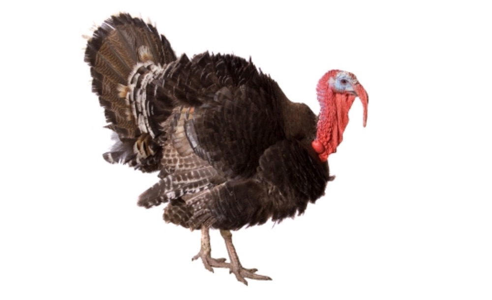 turkey-stock-photo