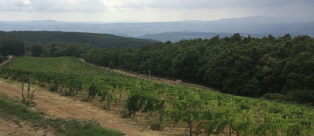 View of the highest altitude vineyard in Montalcino, planted to some seriously old vine