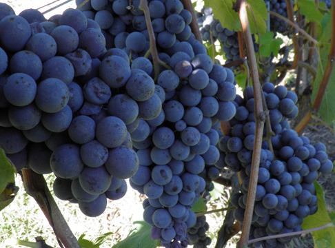 Pelaverga is so very rare that it was actually quite tricky to find anything like a decent picture of a bunch of Pelaverga grapes online.