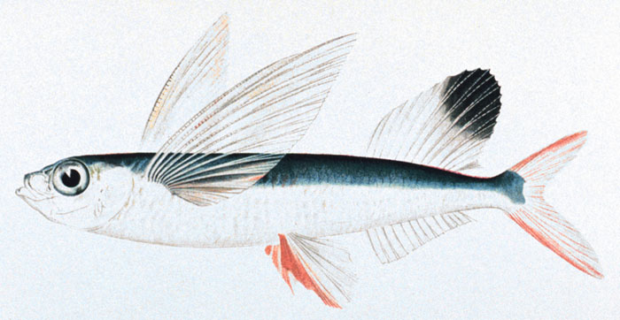 sailfin_flyingfish
