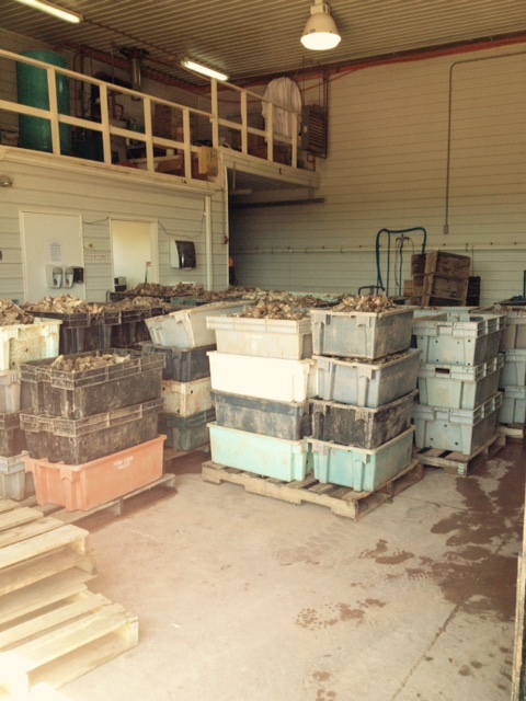 Boxes of oysters arrive at Howard's Cove.