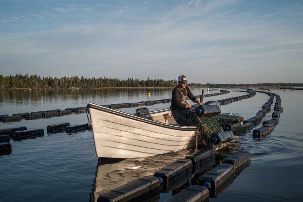 Floating cage oysterculture in Cascumpec Bay, Prince Edward Island. Photo credit : Heather Ogg