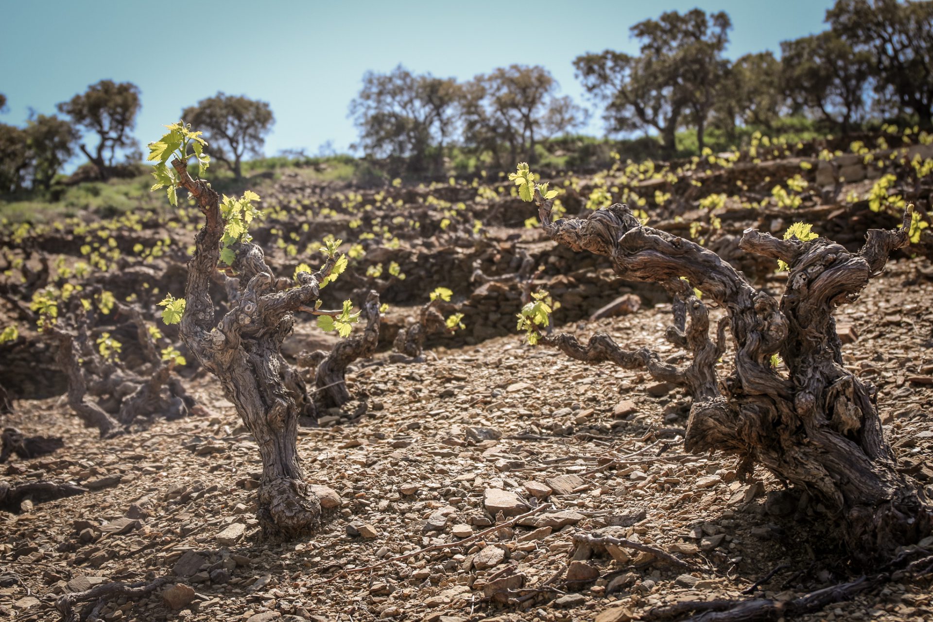 Old Vine Grenache in terraced vineyards of Banyuls (Photo by Stefan Schwytz)