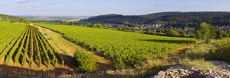 The beautiful rolling hillside vineyards of Savigny-Lès-Beaune, Bourgogne.