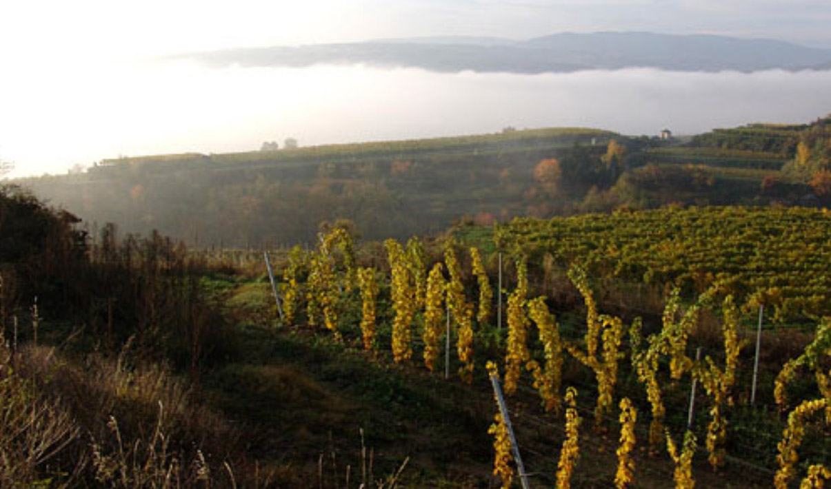 Nikolaihof vineyards in Wachau