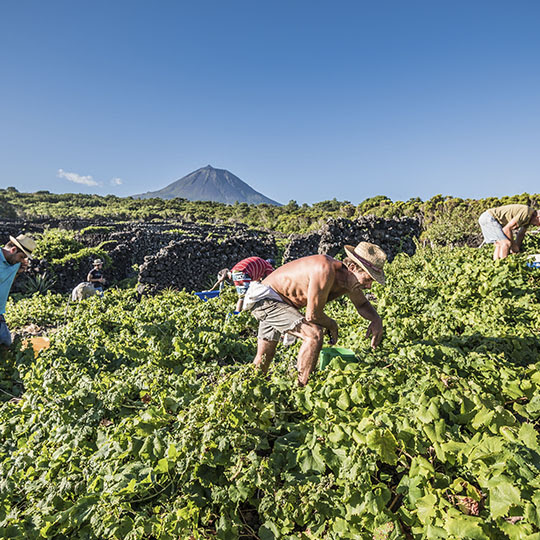 Vineyard workers at Azores Wine Co