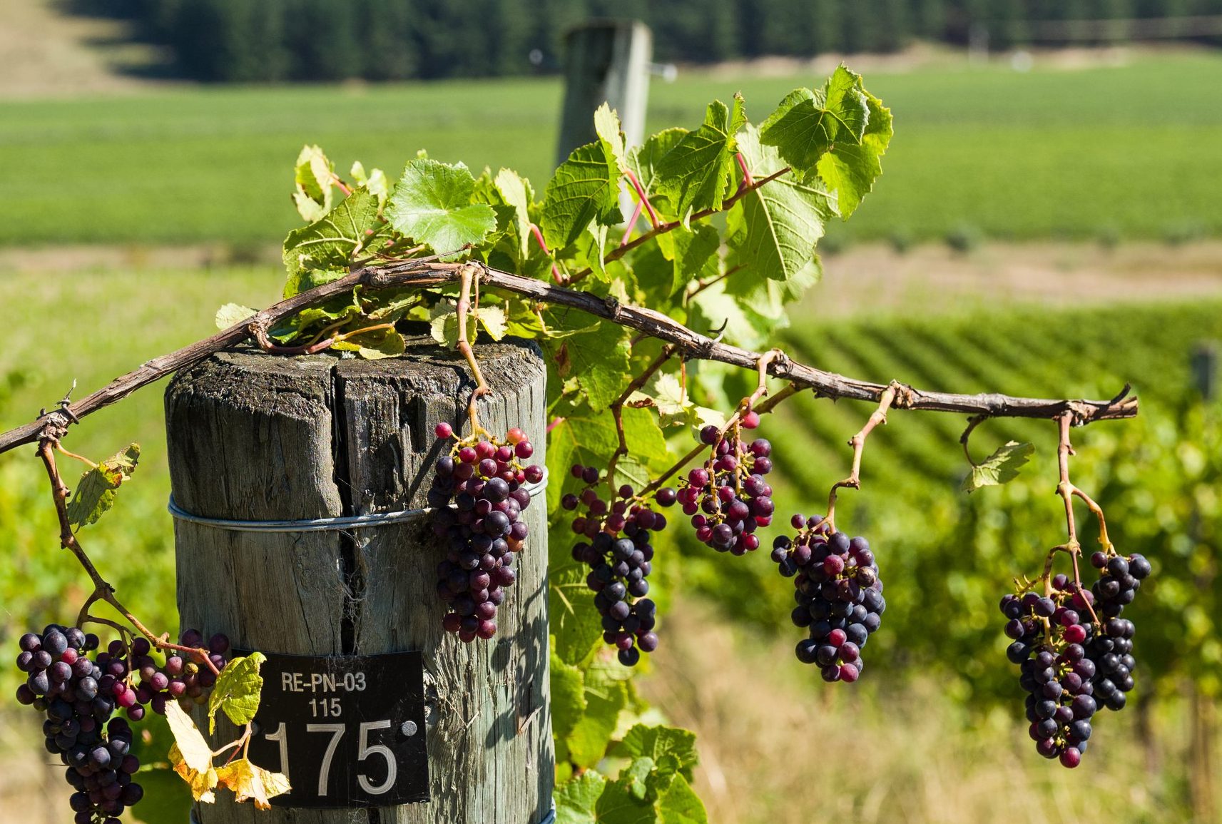 Pinot Noir grapes at Seresin Estate