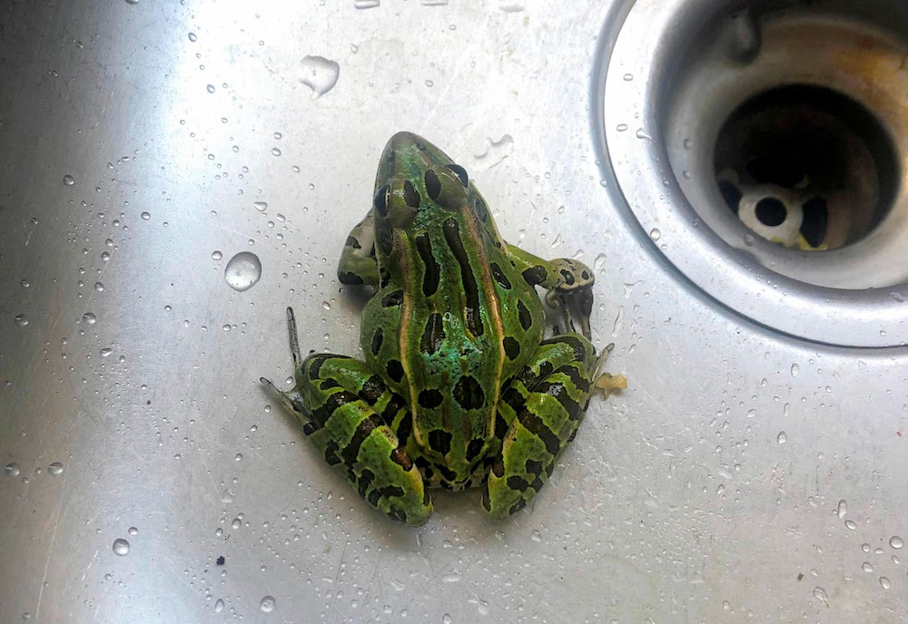 Dear readers, please allow me to introduce you to the northern leopard frog (Lithobates pipiens), one of the tastiest critters one will find in the woods.