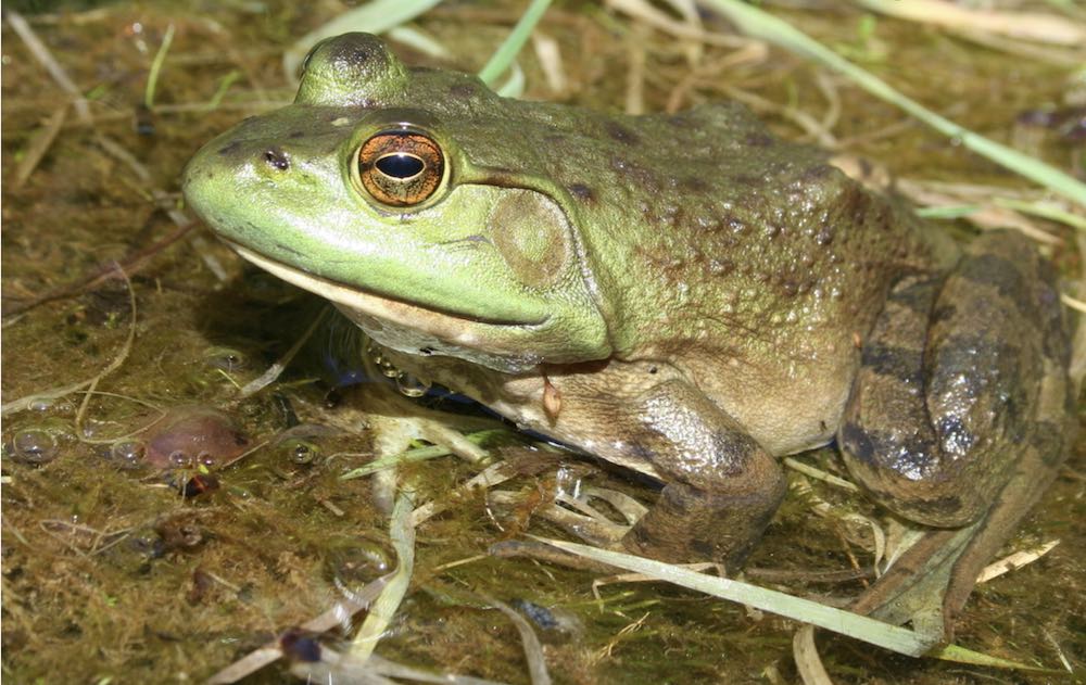 The two most common edible species one will find in Canada are the American Bullfrog (Lithobates catesbeianus) pictured above, and the Northern Leopard Frog (Lithobates pipiens) pictured at the top of this piece.