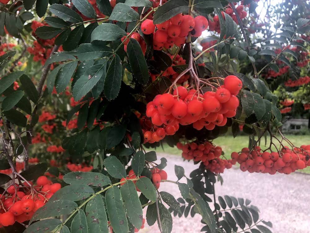 Oh so pretty to see these rowan berries hanging ripe for the picking in the autumn/fall, but these beauties require quite a bit of preparation before consumption.