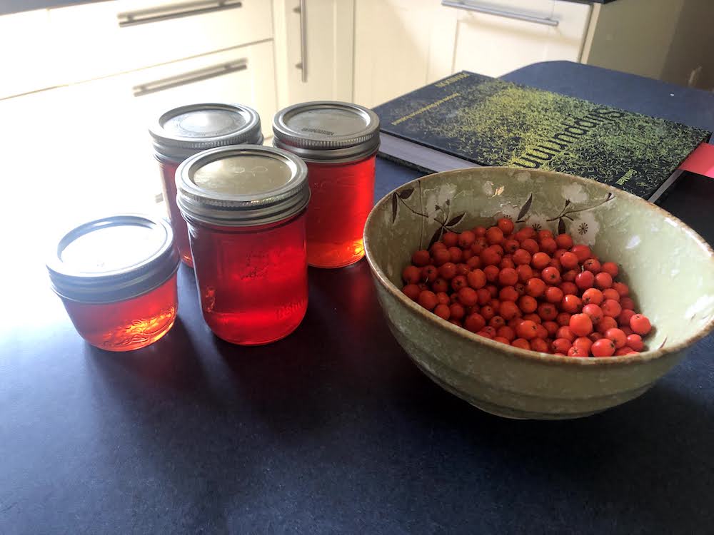 A real good food revelation for me, my first batch of rowan berry jelly.