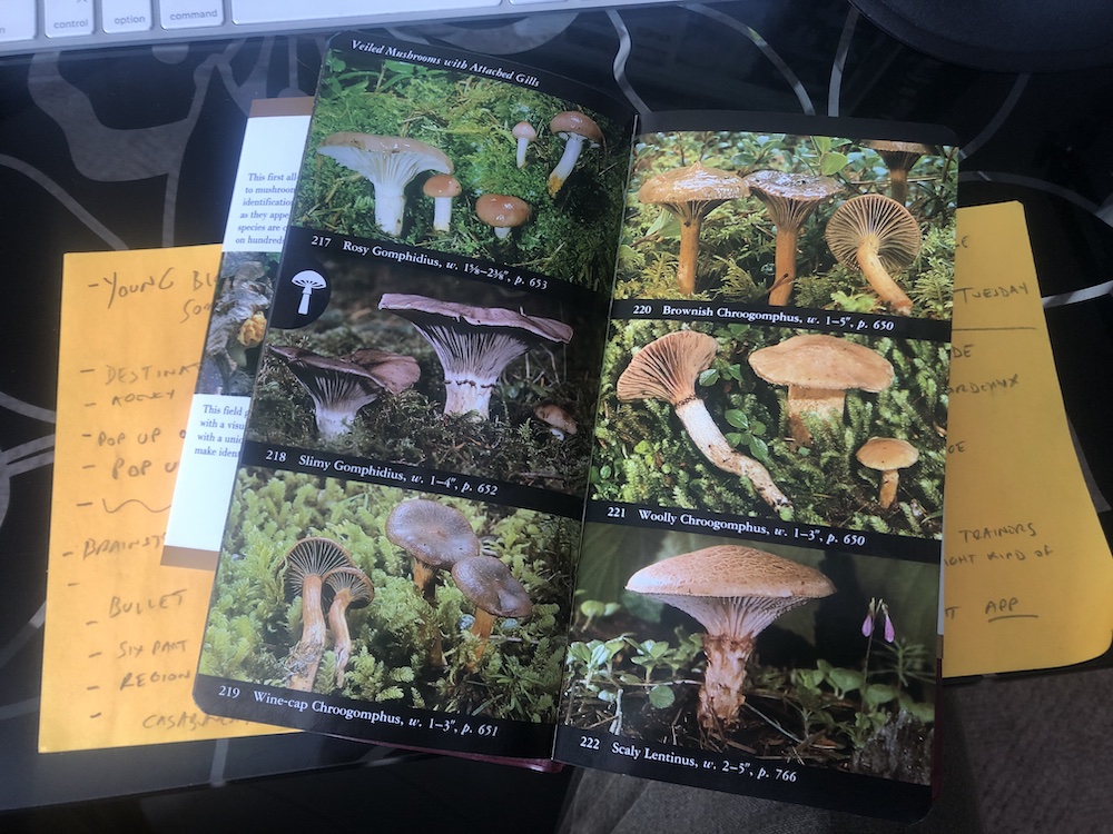 Read This: My Favourite Mushroom Field Guide - Good Food Revolution