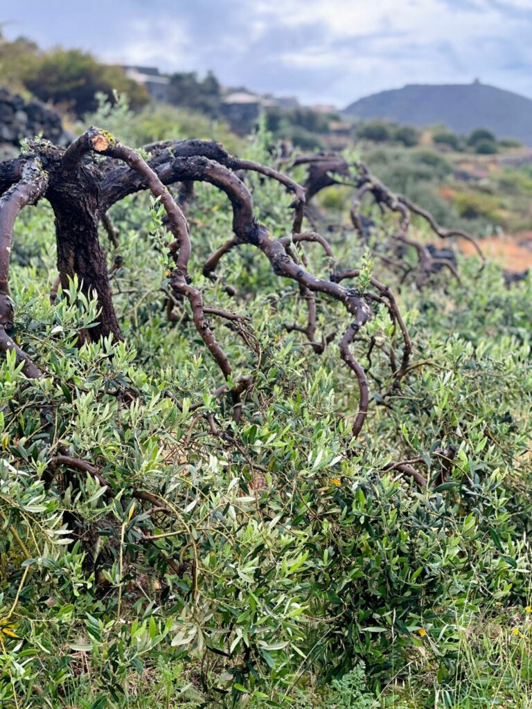 Olive trees on Pantelleria