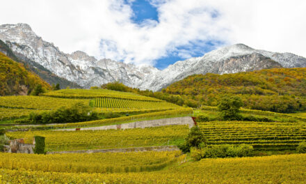 The Alpine wines of Cantina Tramin