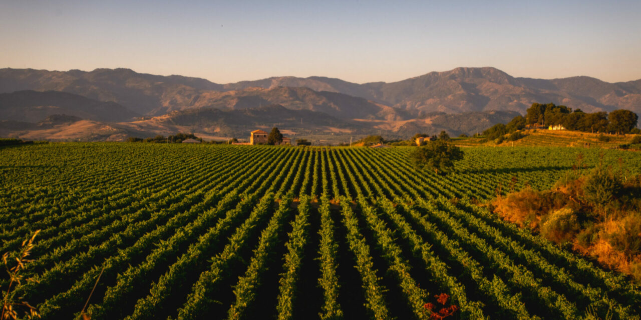 EXTRAORDINARY ETNA: TORNATORE CRUS