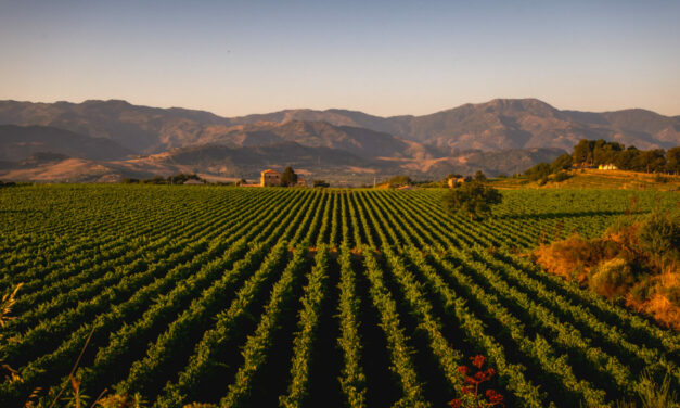 EXTRAORDINARY ETNA: TORNATORE CRUS