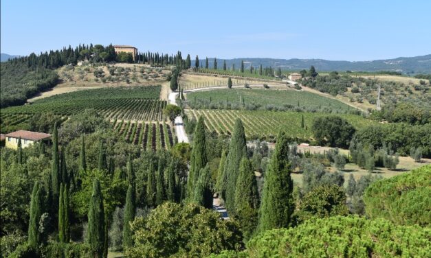 Brunello di Montalcino 2019 Releases at the LCBO