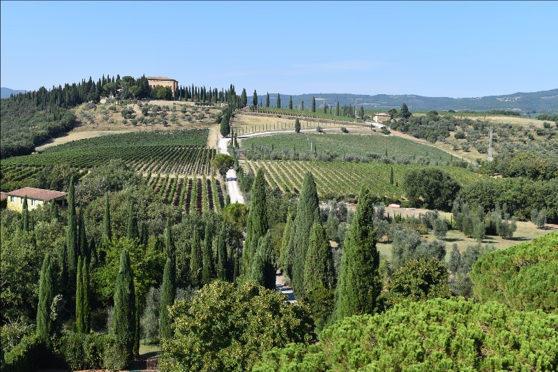 Brunello di Montalcino 2019 Releases at the LCBO