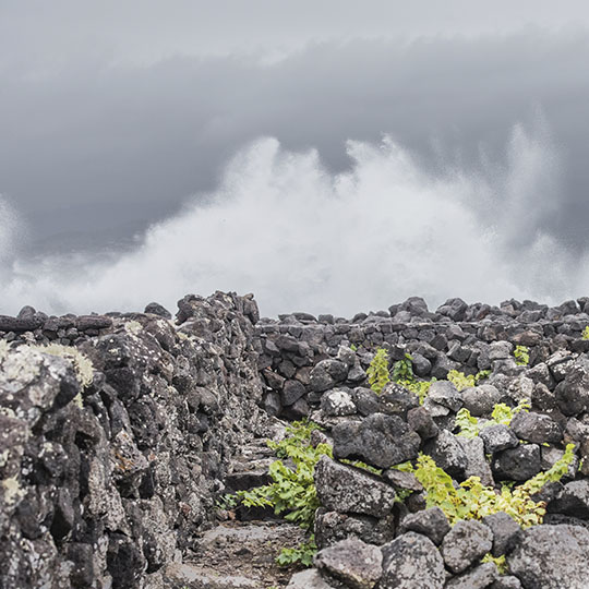 Azores Wine Company – wines on the edge