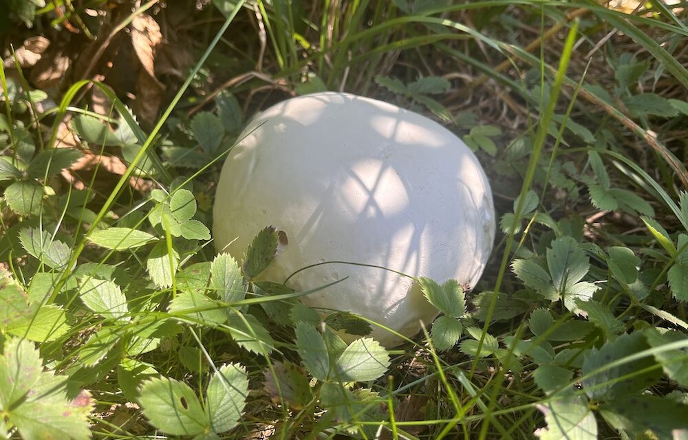 How To Eat In The Wild Part 14: Giant Puffballs