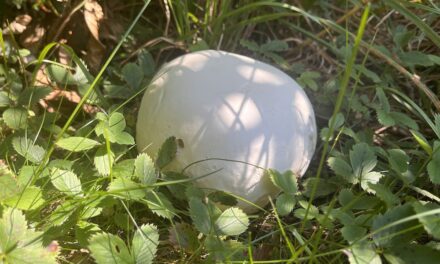 How To Eat In The Wild Part 14: Giant Puffballs