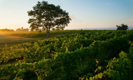 Blomidon Estate Winery – from Canada’s Atlantic Coast