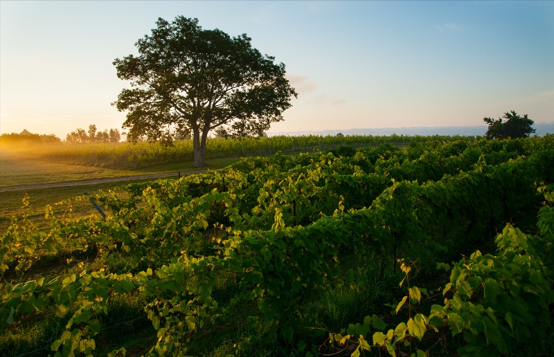 Blomidon Estate Winery – from Canada’s Atlantic Coast